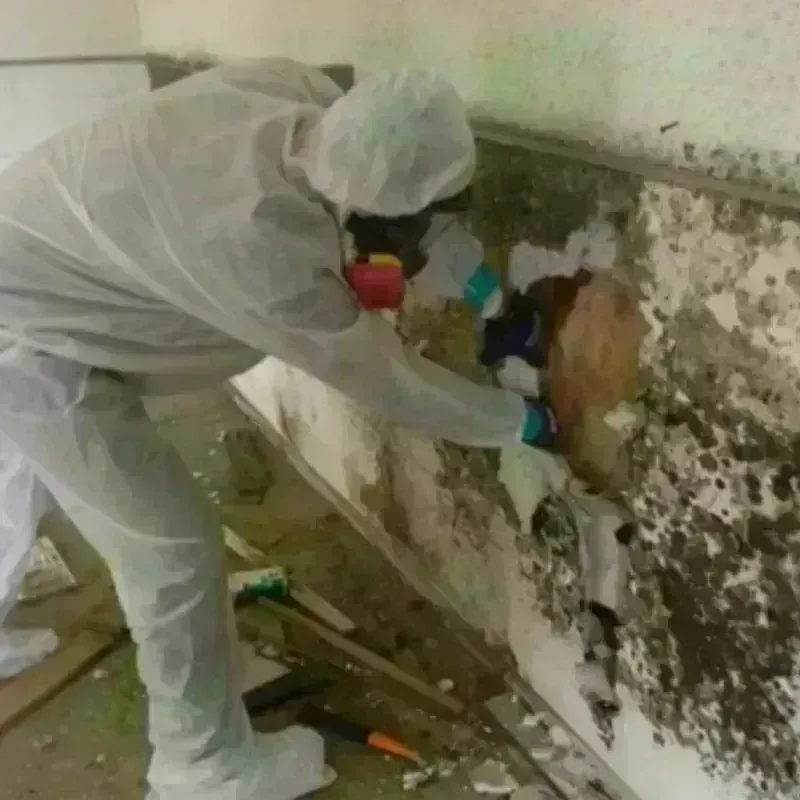 Mold Remediation and Removal in Caledonia, MS